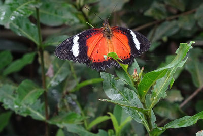 Close-up of butterfly pollinating flower