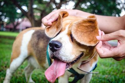 Close-up of woman holding dog