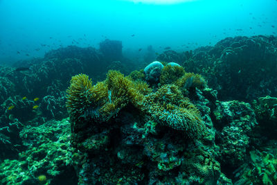 View of coral in sea