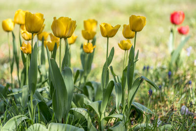 Close-up of yellow flowering plants on field