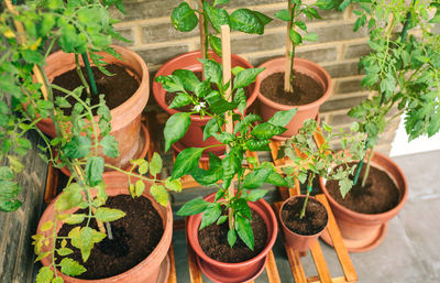 Potted plants in yard