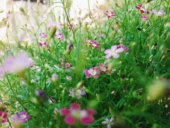 Close-up of flowers blooming outdoors