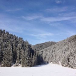 Scenic view of forest against sky during winter
