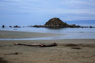 Scenic view of driftwood on beach against sky