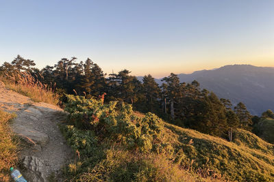 Scenic view of forest against clear sky
