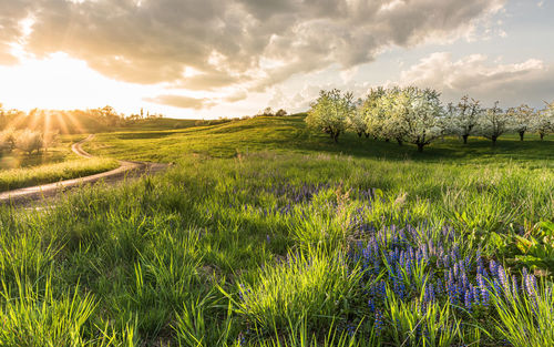 Scenic view of field against sky during sunset