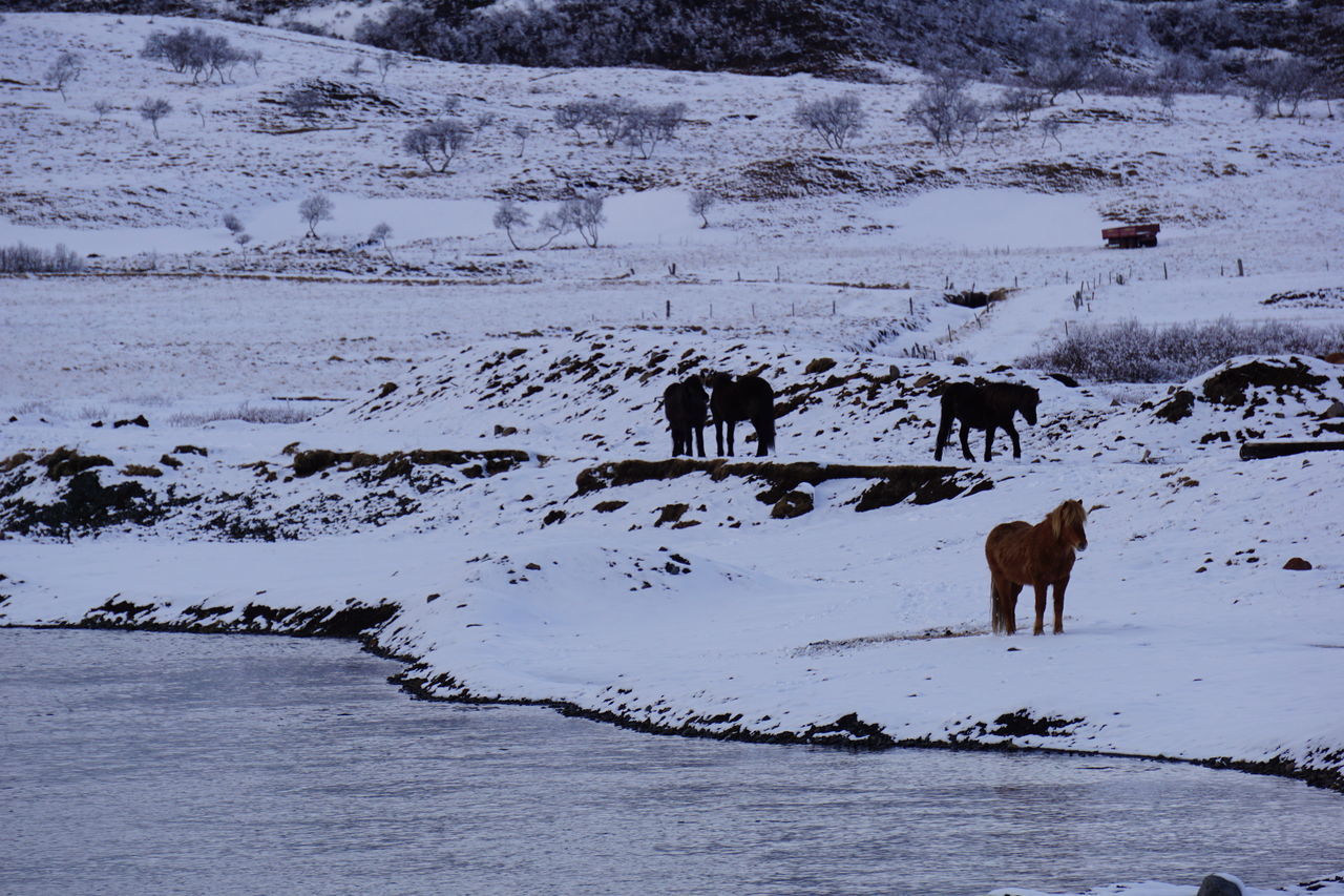 HORSES ON A FIELD