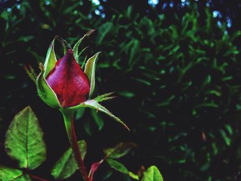 Close-up of red flower