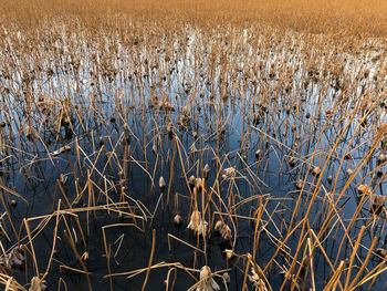 Dry plants on field during winter