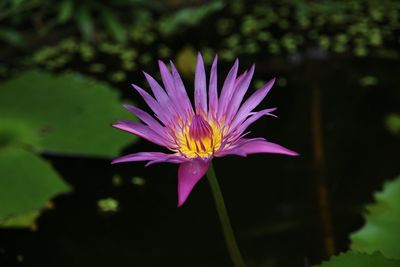 Close-up of purple crocus blooming outdoors