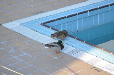 High angle view of bird in water