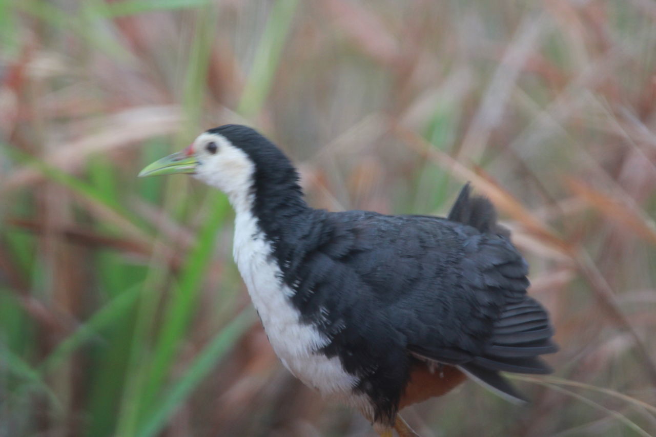 CLOSE-UP OF BIRD PERCHING ON A LAND