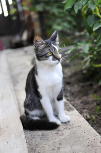 Cat sitting on looking away