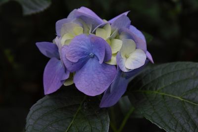 Close-up of purple hydrangea