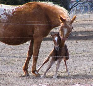 Horses standing on field