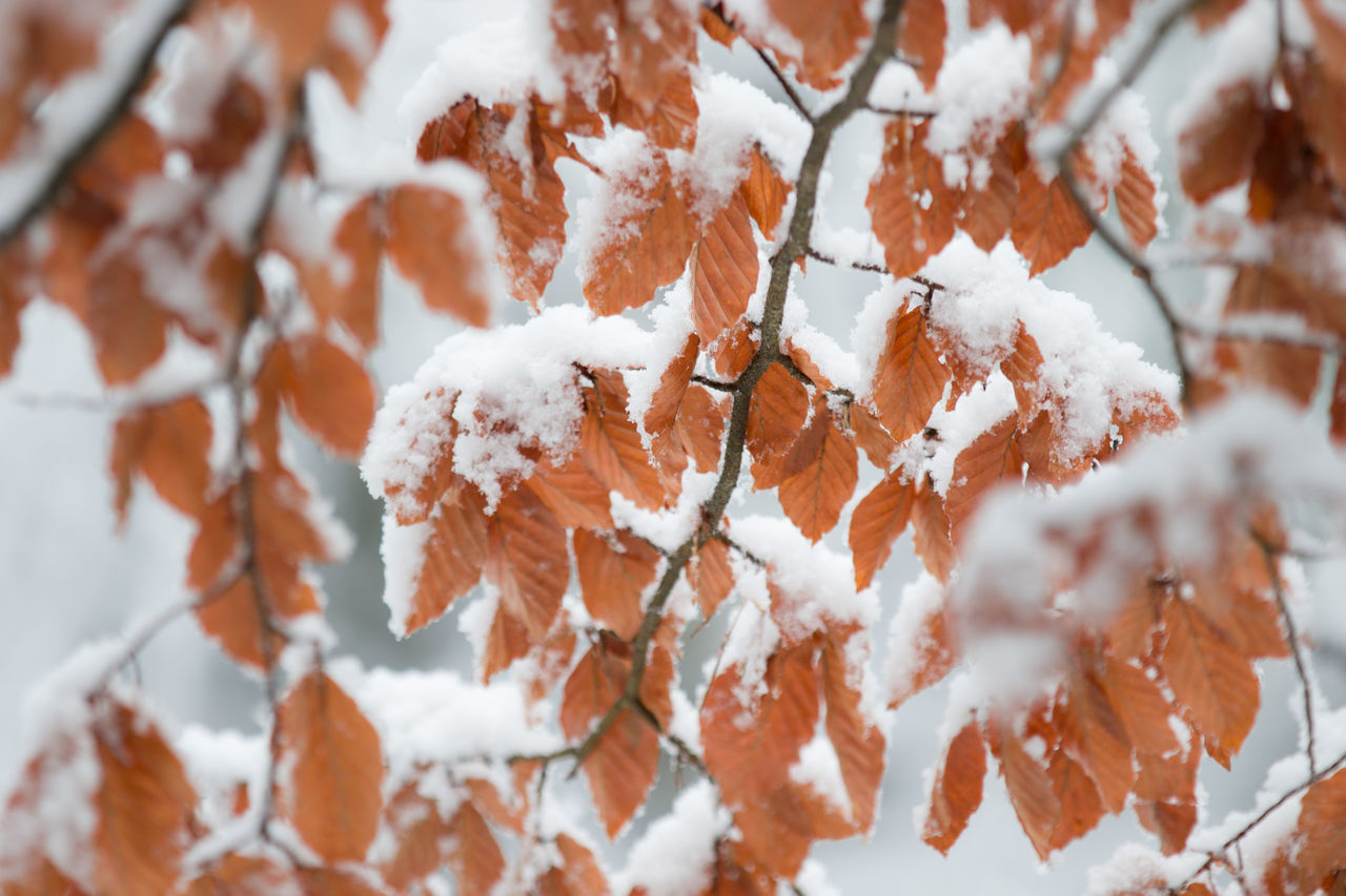 Beech leaves with snow