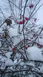 Close-up of frozen tree against sky