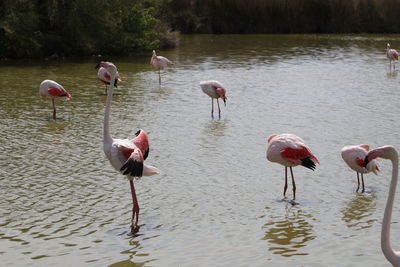 Flock of birds in lake