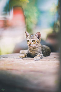 Portrait of cat sitting outdoors