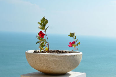 Close-up of potted plant against sky