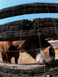 View of a horse against fence