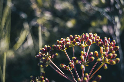 Close-up of flowering plant