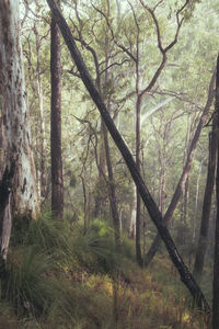 Trees growing in forest