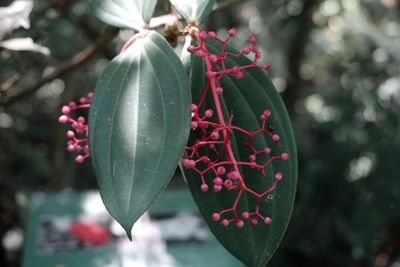 Close-up of red flower buds growing outdoors