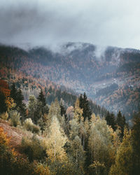 Scenic view of trees in forest against sky