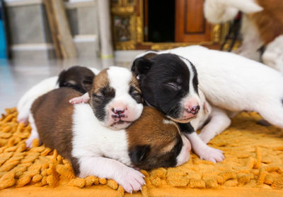 Two dogs sleeping