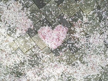 Full frame shot of pink petals