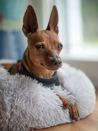 Close-up portrait of dog at home