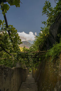 Walkway amidst trees against sky