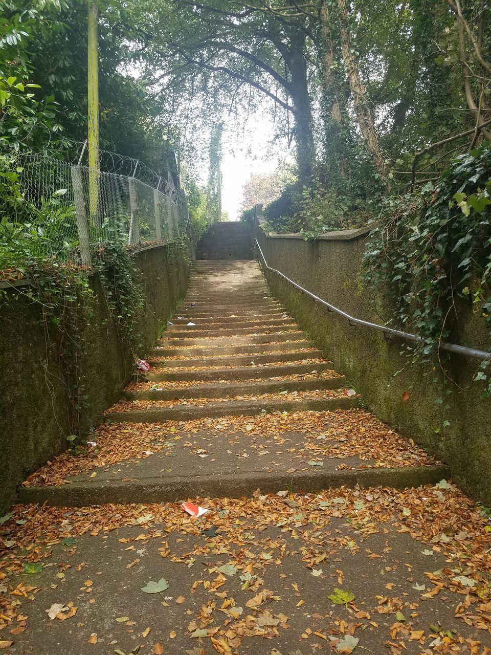 FOOTPATH AMIDST TREES IN FOREST