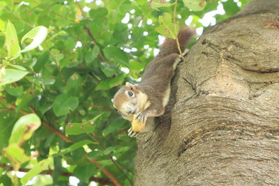 Low angle view of squirrel on tree