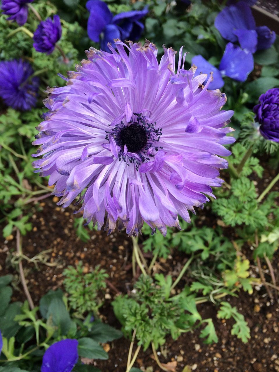 flower, purple, fragility, freshness, nature, flower head, growth, petal, beauty in nature, plant, blooming, focus on foreground, outdoors, day, no people, close-up