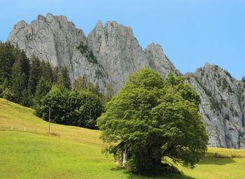 Trees on field against clear sky