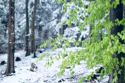 Plants growing on land during winter