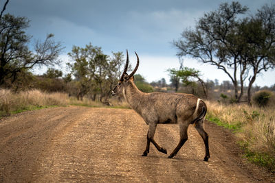 Side view of kudu on road in kruger national park 