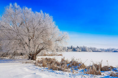 Snow covered plants on field against blue sky