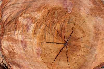 Full frame shot of tree stump in forest