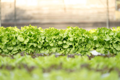 Close-up of plants