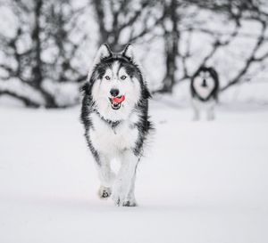 Dog running on snow covered field