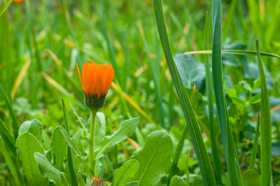 Close-up of flowering plants on field