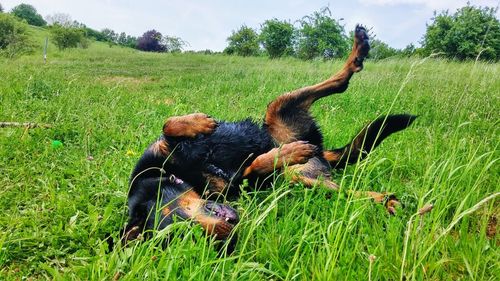 Dog on grassy field