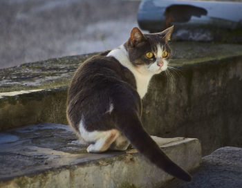 Portrait of cat sitting on rock