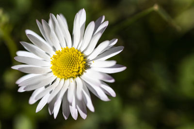 Close-up of white daisy flower