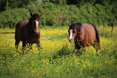 Horse standing on field