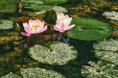 Close-up of lotus water lily in lake