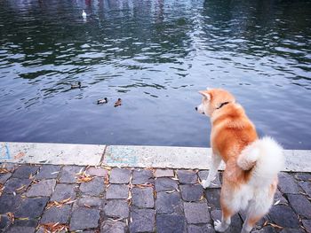 Dog on lake